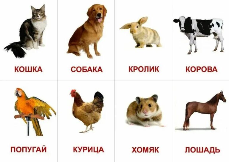 70 Pinme ru 70-pinme-ru